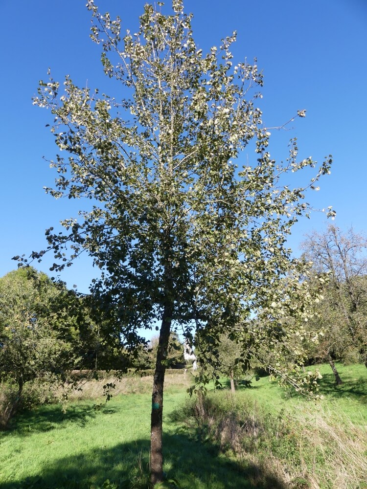 userfiles/produit/5546/arbre_var_115_de fer.jpg